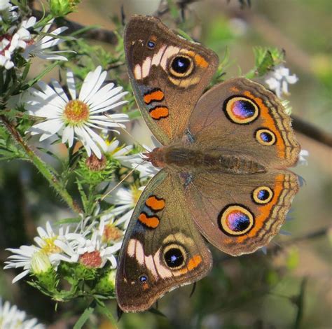 Borboleta Paraguaia: Beleza e Curiosidades Exóticas